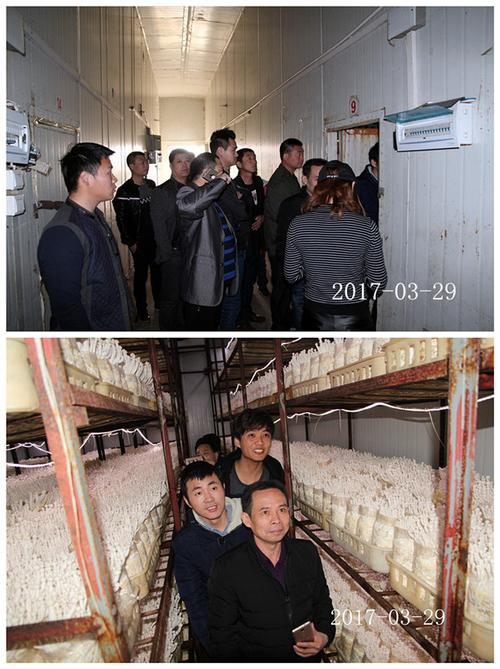 合肥市廬陽區食用菌協會學員在合肥立新菌種場海鮮菇工廠化種植培訓